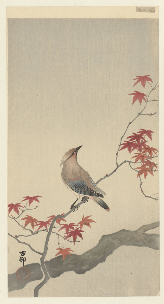 Japanese Waxwing on a Maple Branch – Ohara Koson Framed Poster Framed Posters Loom of Thirds India's No. 1 Art-led, graphic streetwear brand based in Kolkata by Sidhartha Mohanta & Chirayata Purna Chakrabarty